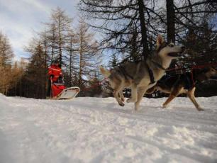 Courmayeur Dog Sledding