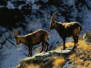 Fauna of the Aosta Valley - Ibex