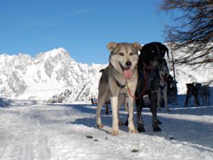 The dogs for dog sledding