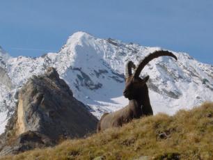 Gran Paradiso National Park fauna