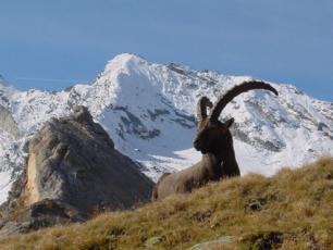 Ibex in the nature reserve of Gran Paradiso